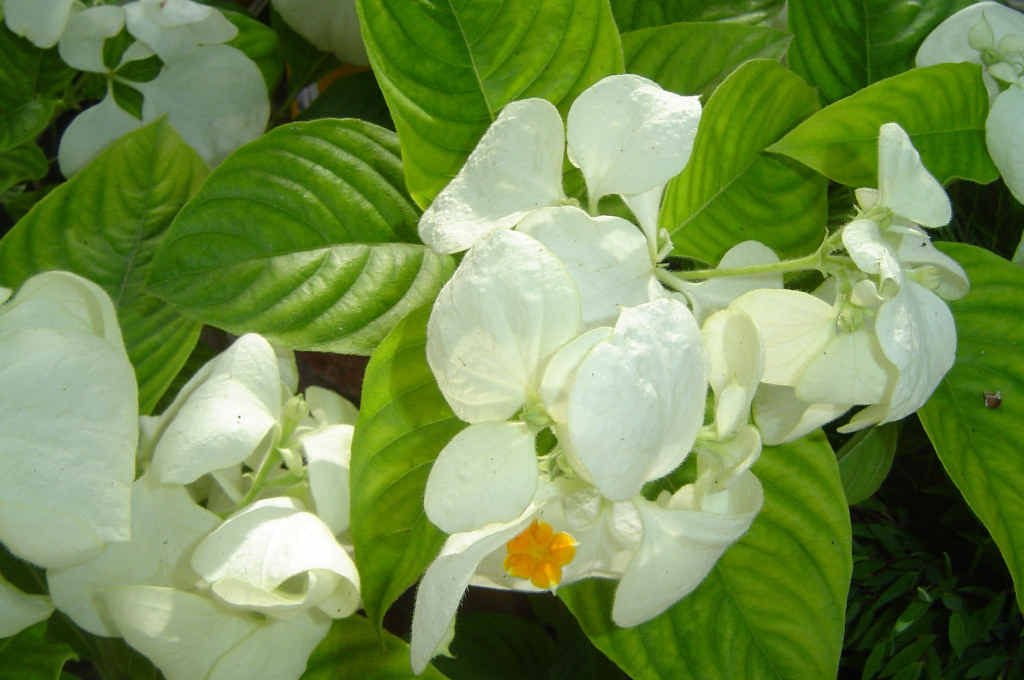 The white mussaenda. The white mussaenda.